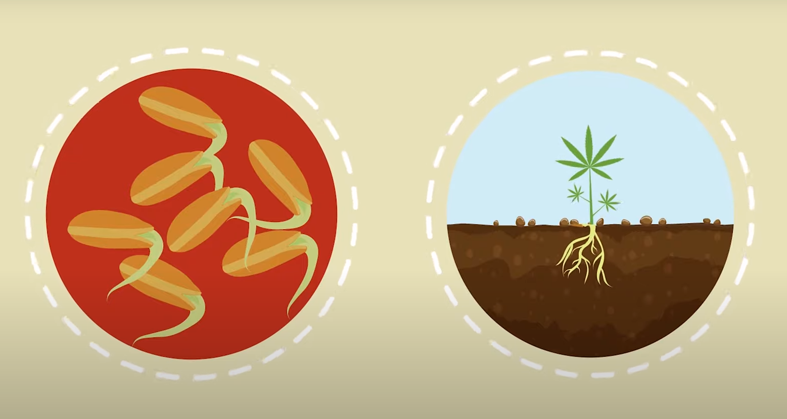How to Tell if Cannabis Seeds are Good or Bad