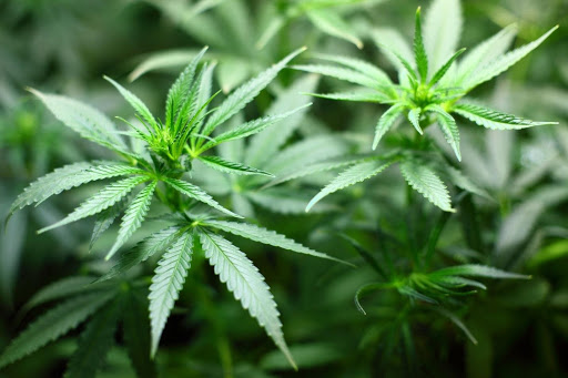 9 Interesting Facts About Marijuana