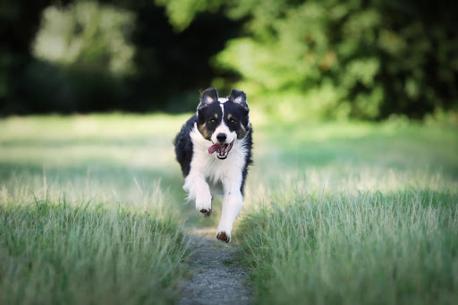 11 Health Tips to Help Your Pet Live a Long Life