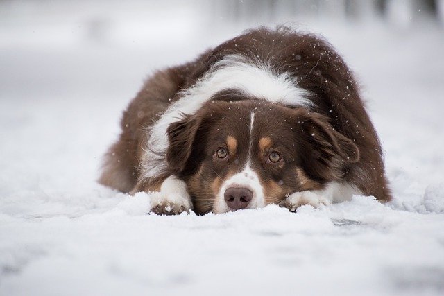 6 Tips to Take Care of Your Pet in Winter