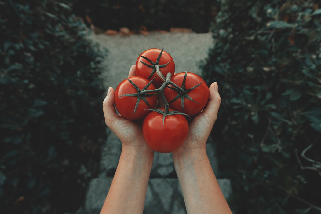 Made for Tomato Lovers: 7 Tomato Varieties to Grow in Your Garden