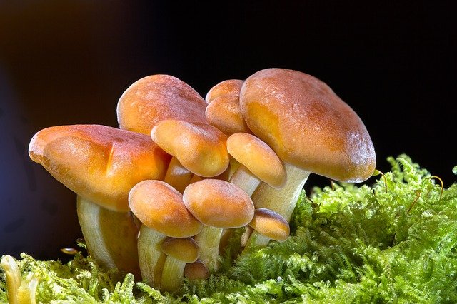 Explore Some Amazing Benefits of Magic Mushroom