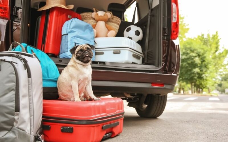 Reasons To Go on Vacation With Your Dog