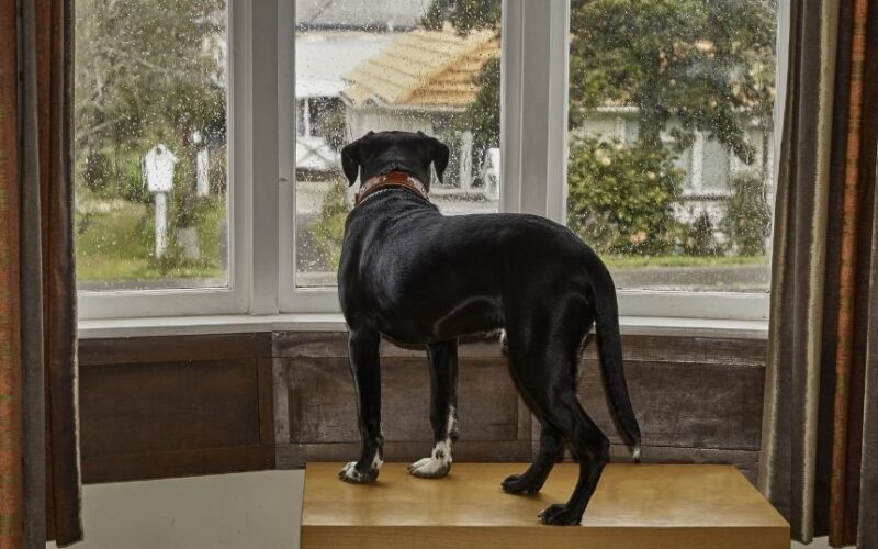 How You Can Help a Dog With Separation Anxiety