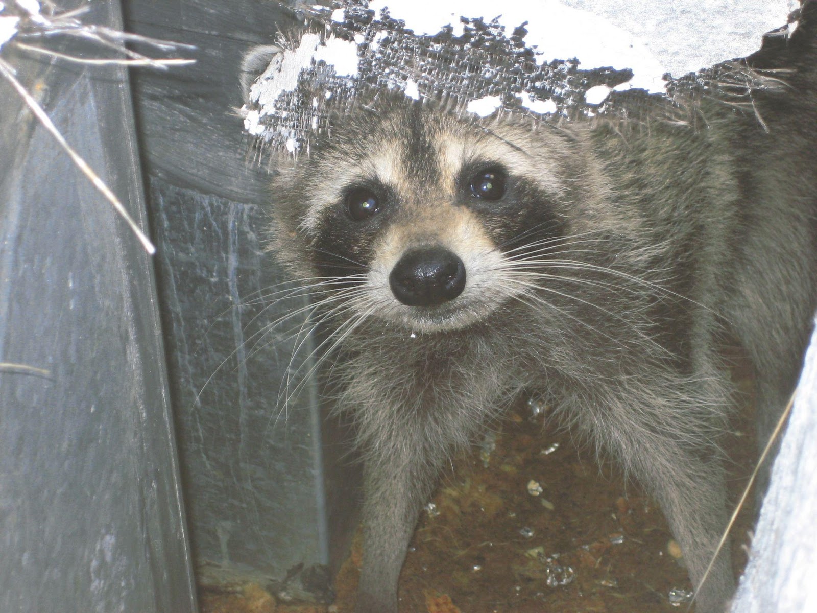 Raccoon Invasion Can Affect Your Pets