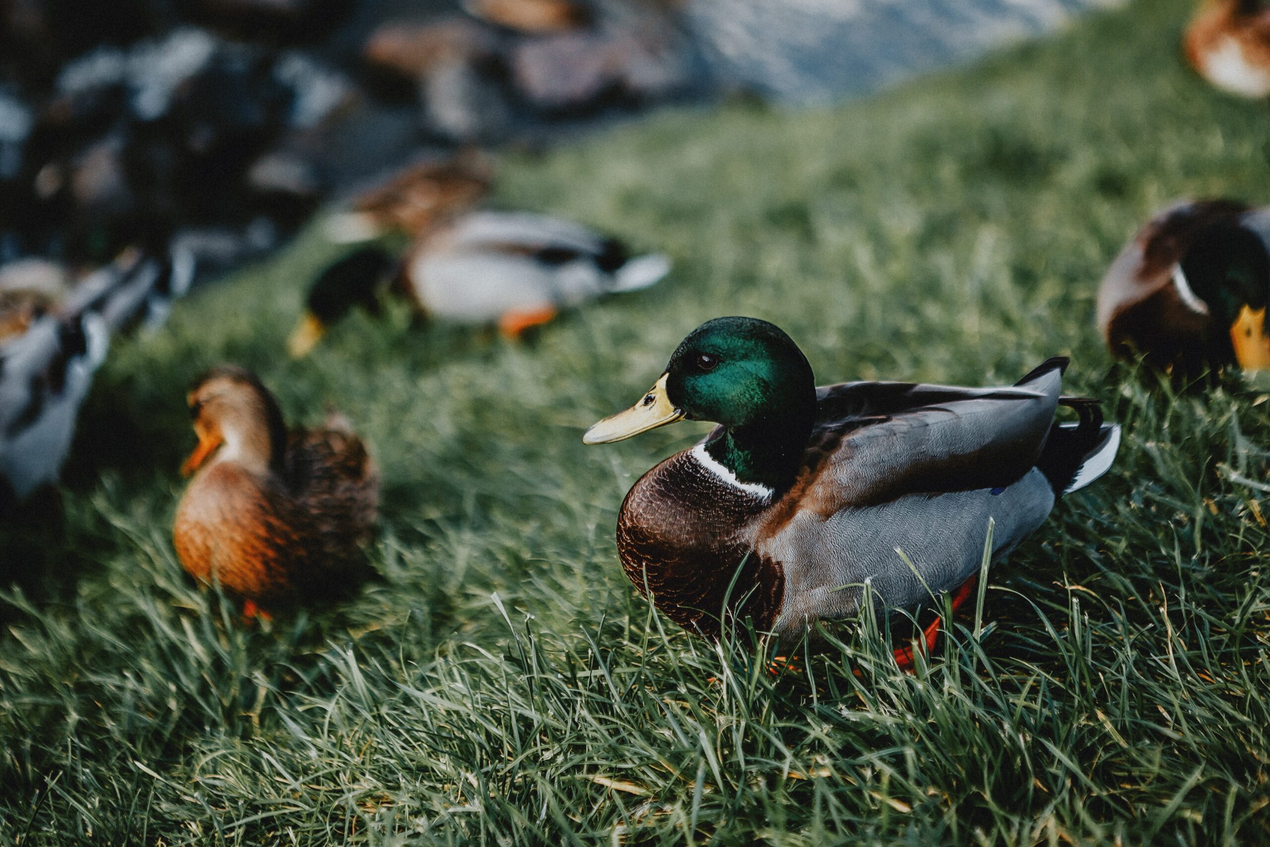 How To Set Up A Duck Decoy Business