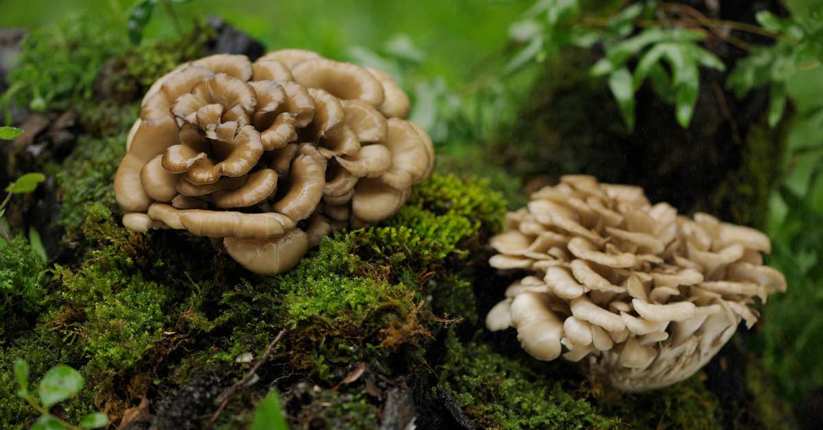 4 benefits of using mushroom immunity boosters