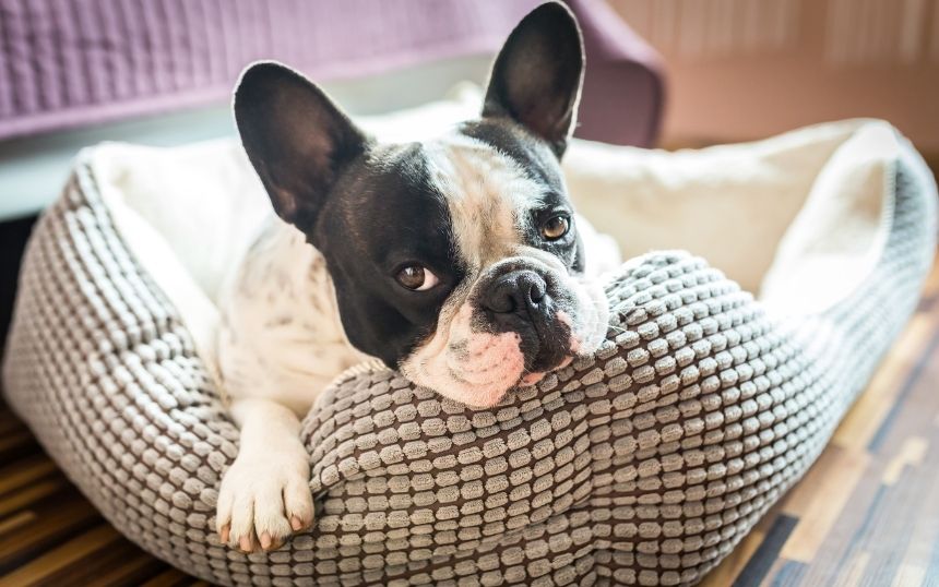 Ways of Making Your Aging Dog Comfortable