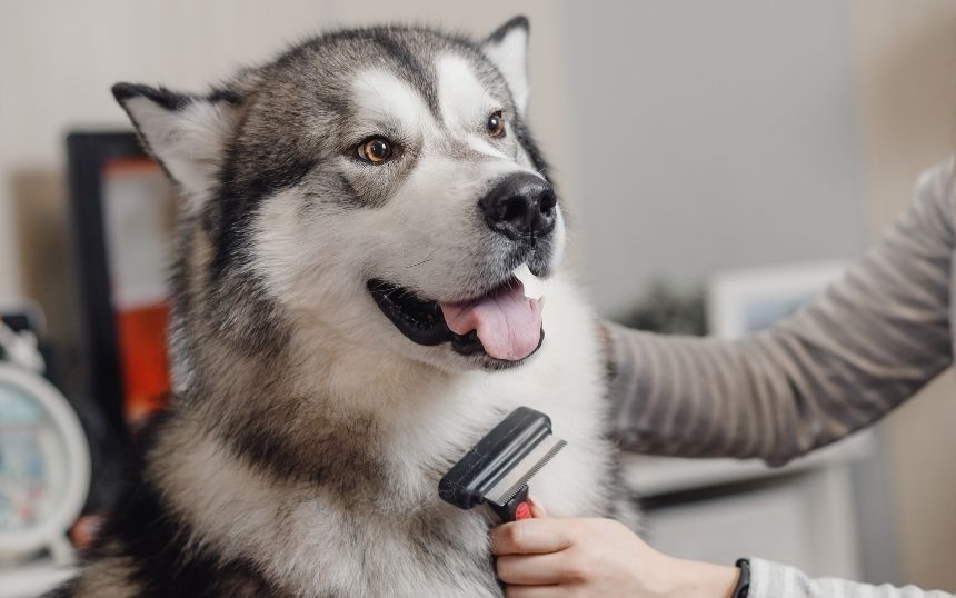 5 Essential Accessories for Grooming Your Dog at Home