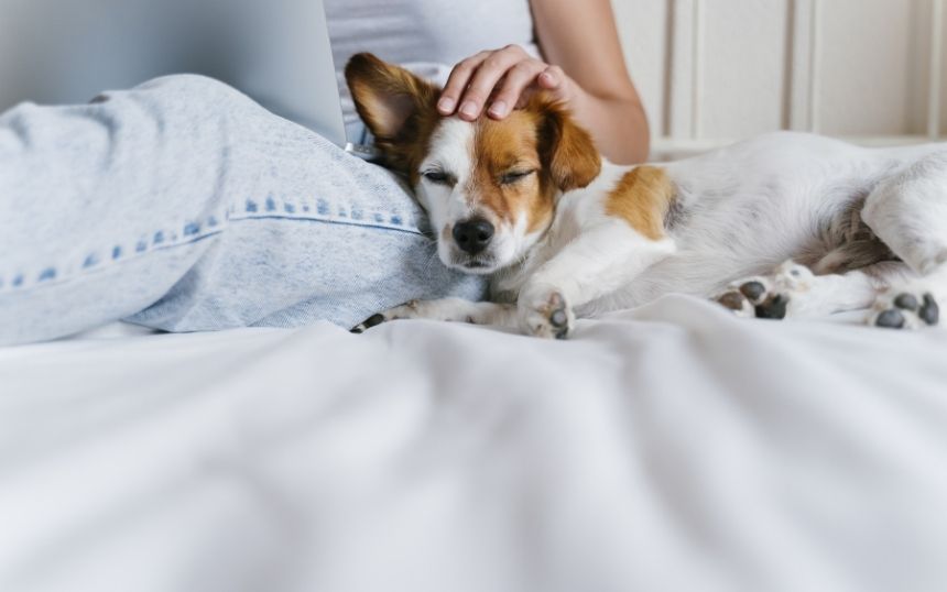 5 Ways To Make Your Pup Feel Extra Special