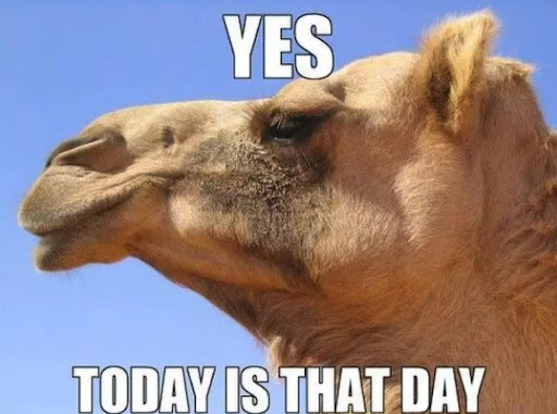 What Does Happy Hump Day Mean and How Hump Day Memes Ruling the Internet