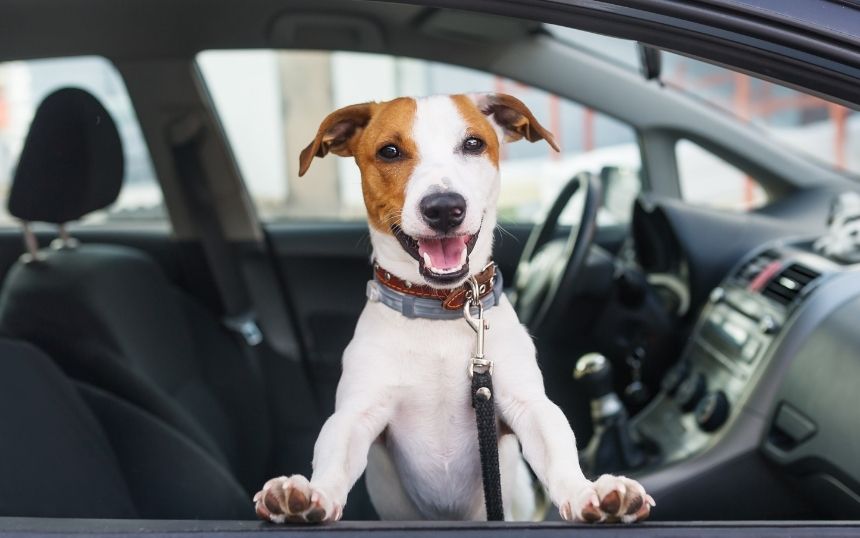 Tips for Preparing for Your First Road Trip With Your Dog