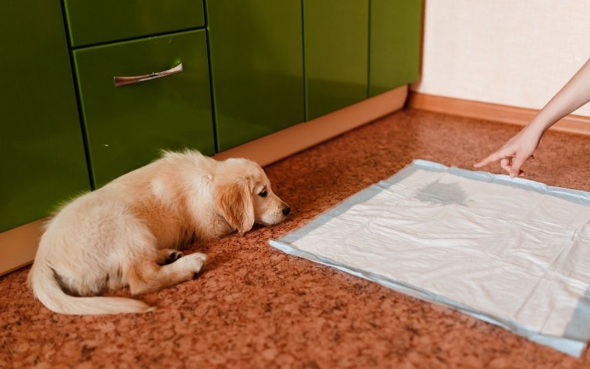 Potty Training Your Puppy: Dos and Don’ts