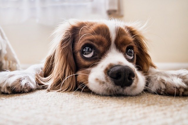 4 Common Issues Dog Owners May Encounter and What to Do About Them