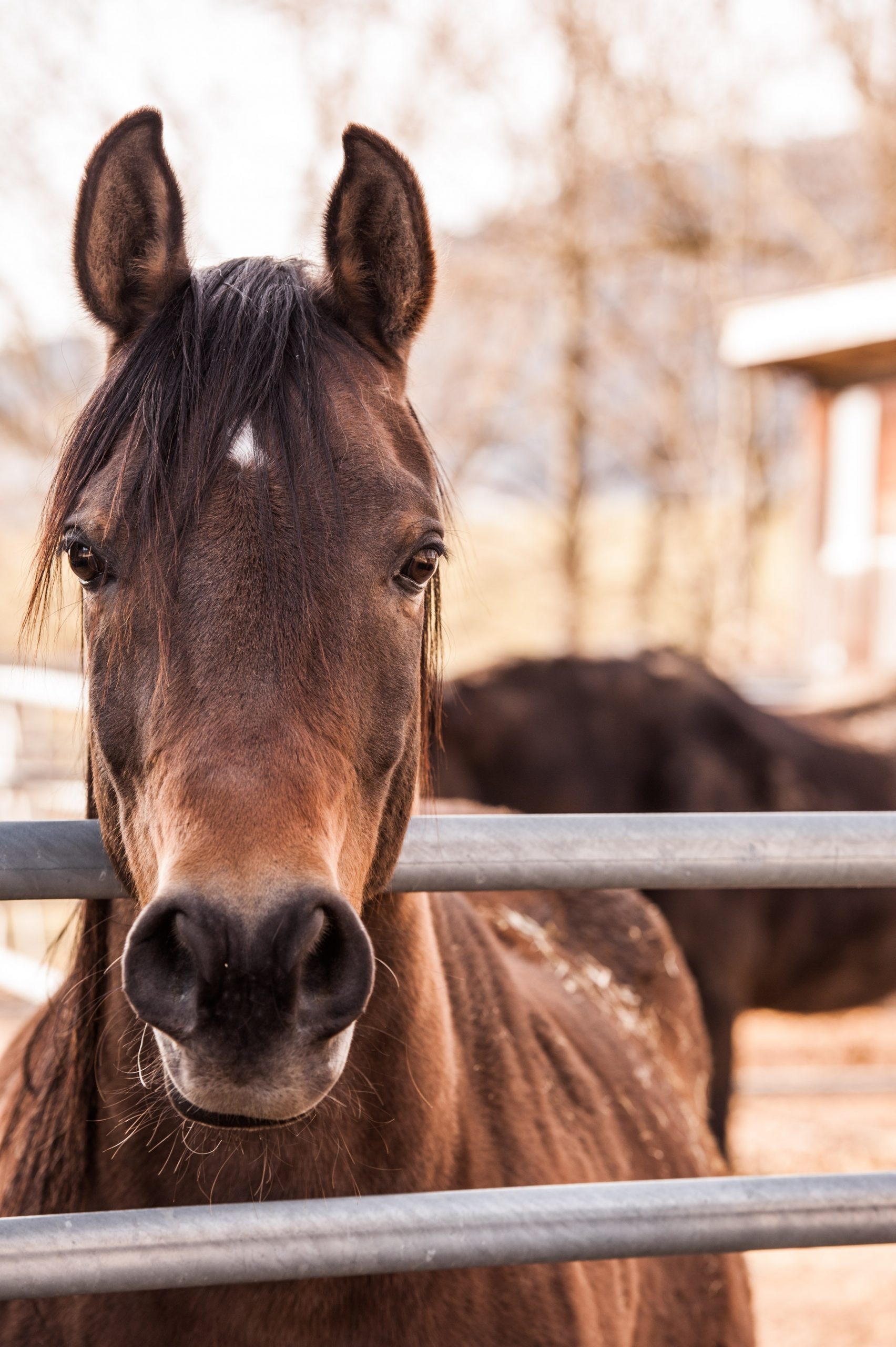 Beginner’s Horse Training Guide: Teach How To Respect