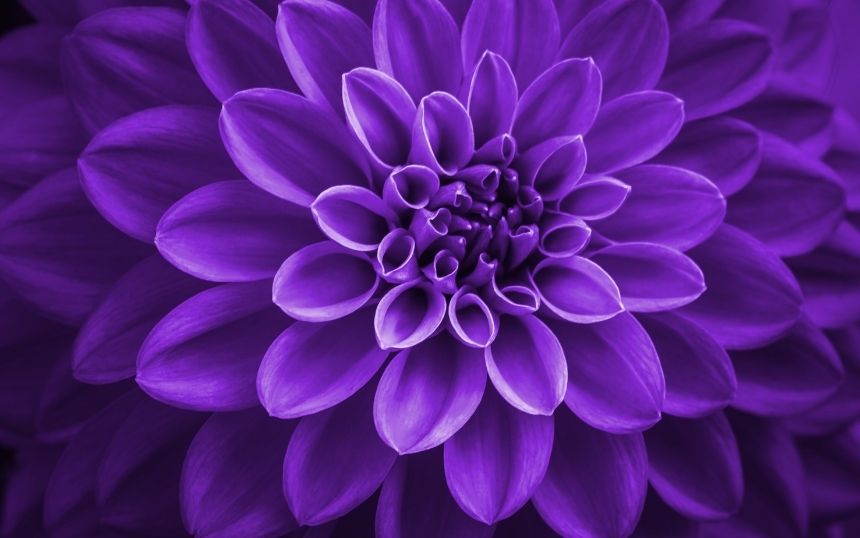 Color Psychology: The Meaning of the Color Purple