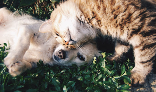 Top Tips for Helping Pet Owners Prevent Health Risks and What to do About It