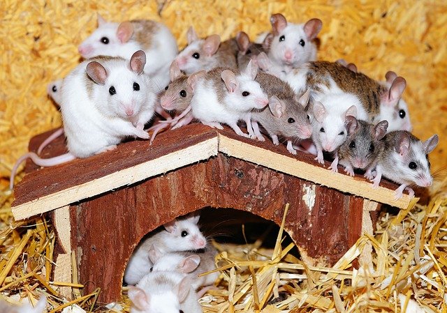 How to Keep Mice Out of Your Home