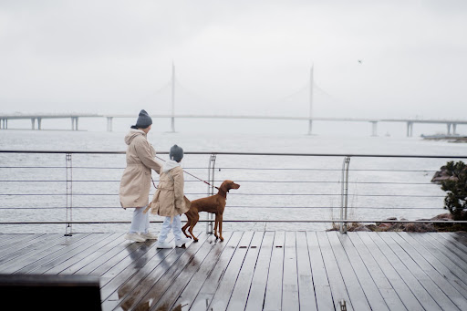10 Requirements and Tips For Walking A Dog On A Rainy Day