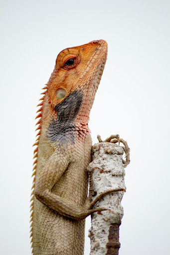 What are Exotic Pets: 10 Ways To Take Care Of Exotic Pets