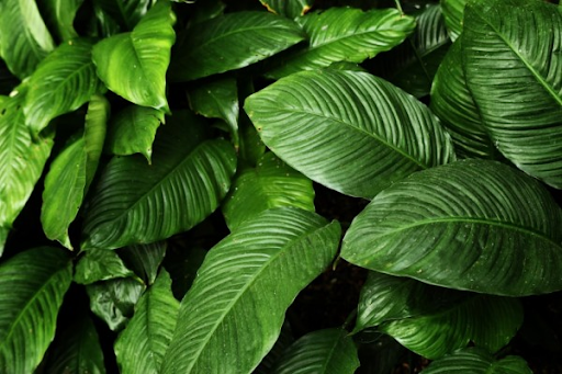 Is Intaking Yellow Kratom a Solution for Panic Attacks?