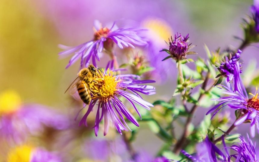 Helpful Tips for Creating a Bee-Friendly Garden