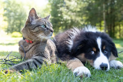 10 General information on different breeds of dog or cat