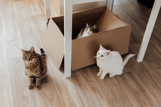 10 Decluttering and Organizing Tips For Pets
