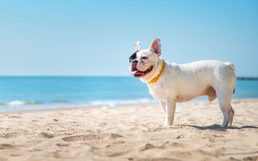 How To Spend Quality Time With Your Dog This Summer