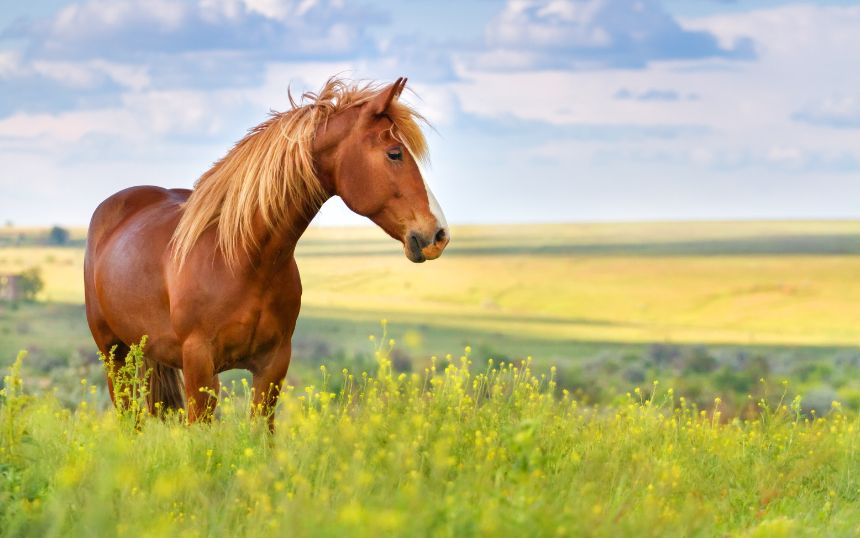 The Life Cycle of Horses: Tips for Keeping Them Healthy