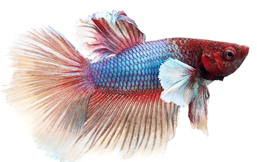 How to Fix and Prevent Black Spotted Betta Fish?
