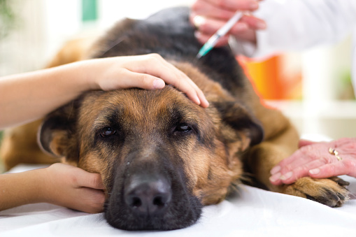 Dog Vaccinations every Dog Owner Should Know