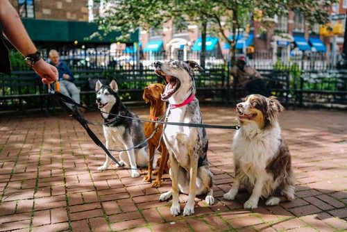 8 Best Dog Parks in South Carolina