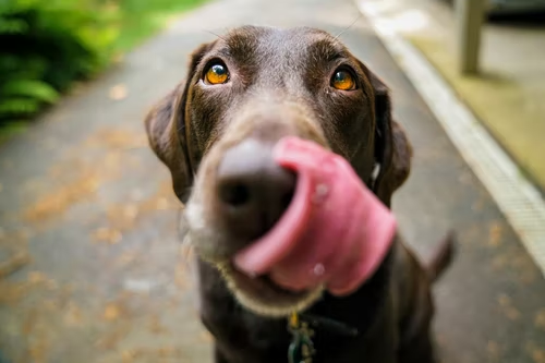 The 5 Best Tips For A Dog’s Longer Life