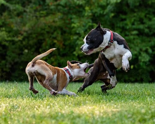 8 Tips For Dealing with an Aggressive Dog