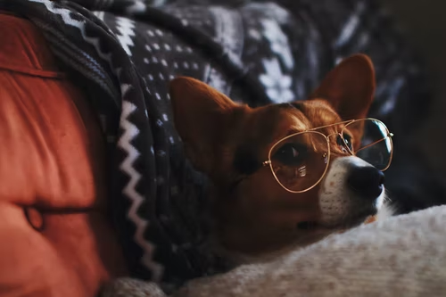 9 Fashion Ideas for Your Pets