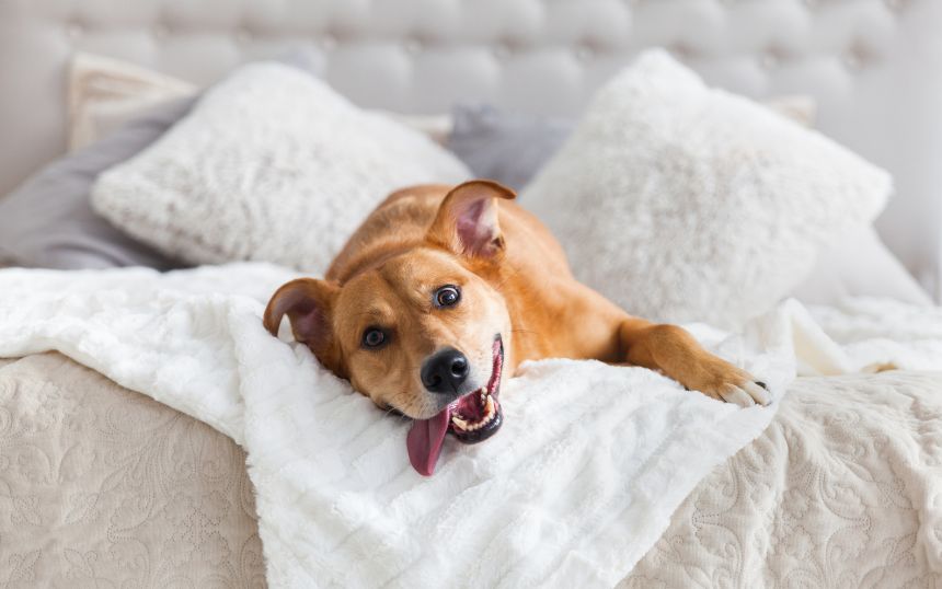 Top 5 Pet-Friendly Scents for Your Dog and Home