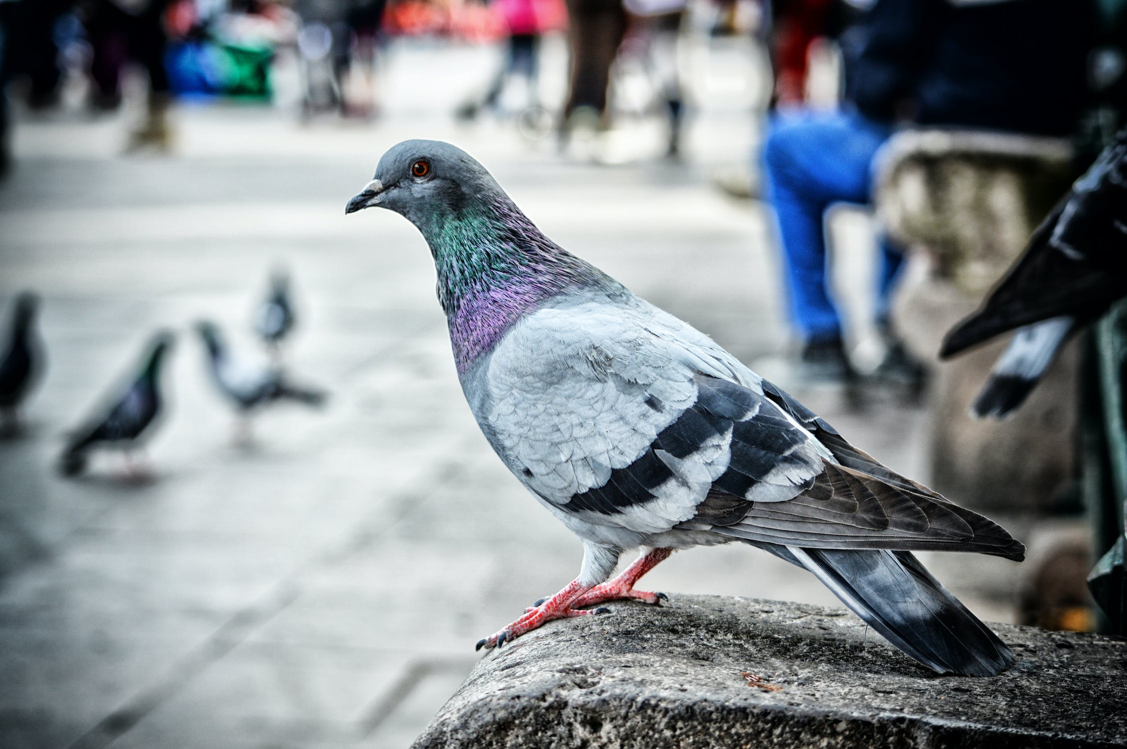 How to Control Pigeons’ Population Growth Without Killing Them