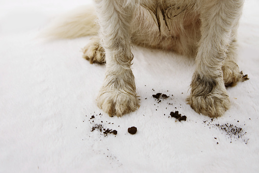 Here are 9 Tips To Deal With Pet Odor