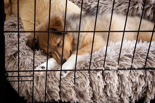 8Ways on How To Make Your Pet Love Their Crate