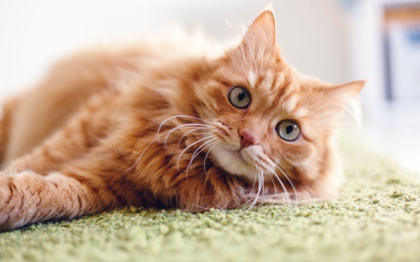 Tricks for Keeping Your Cat’s Teeth and Gums Healthy