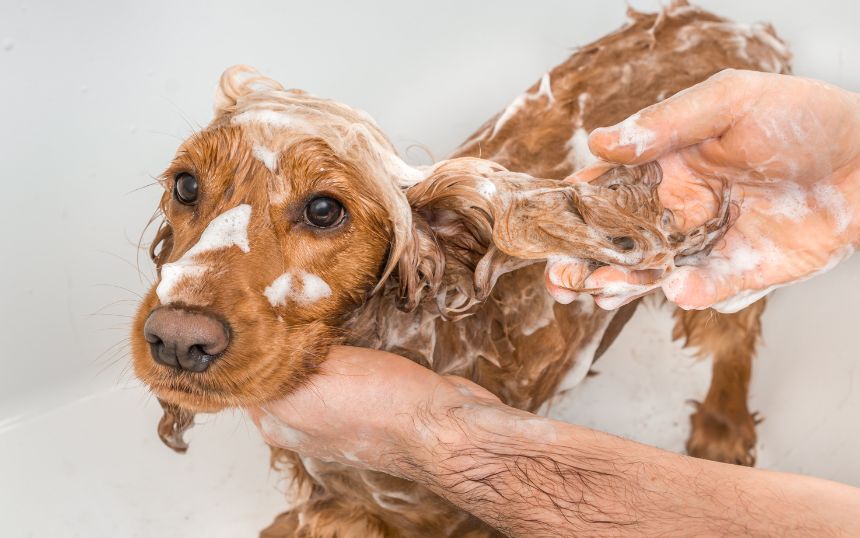 Top Bath Day Tips for Correctly Washing Your Dog