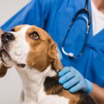 Questions Pet Owners Have About the Euthanasia Process