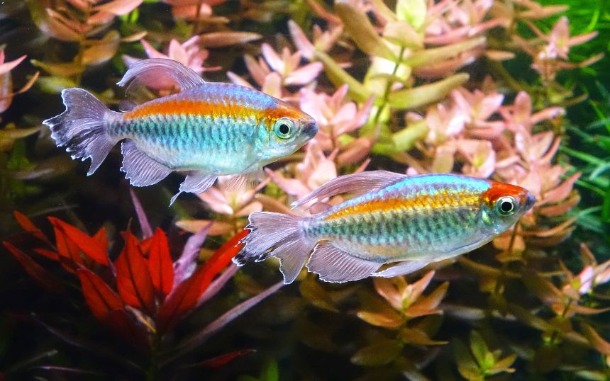 How To Choose Compatible Fish for Your Aquarium