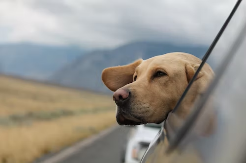 10 Tips for Safe Car Travel With Your Pet