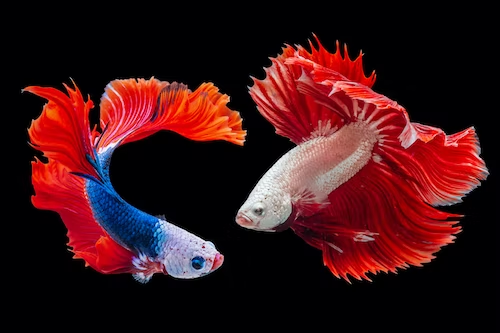 8 Popular Types of Pet Fish