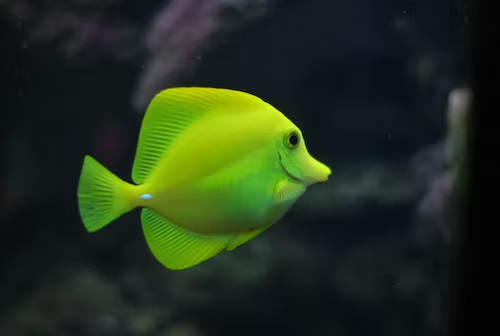 7 Tips On How To Take Care Of Tropical Fish For First timers