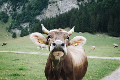 Cute & Clever: 5 Amazing Things Most People Don’t Know About Cows