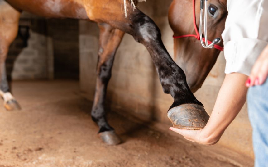 Tips for Keeping Your Horse Happy and Healthy
