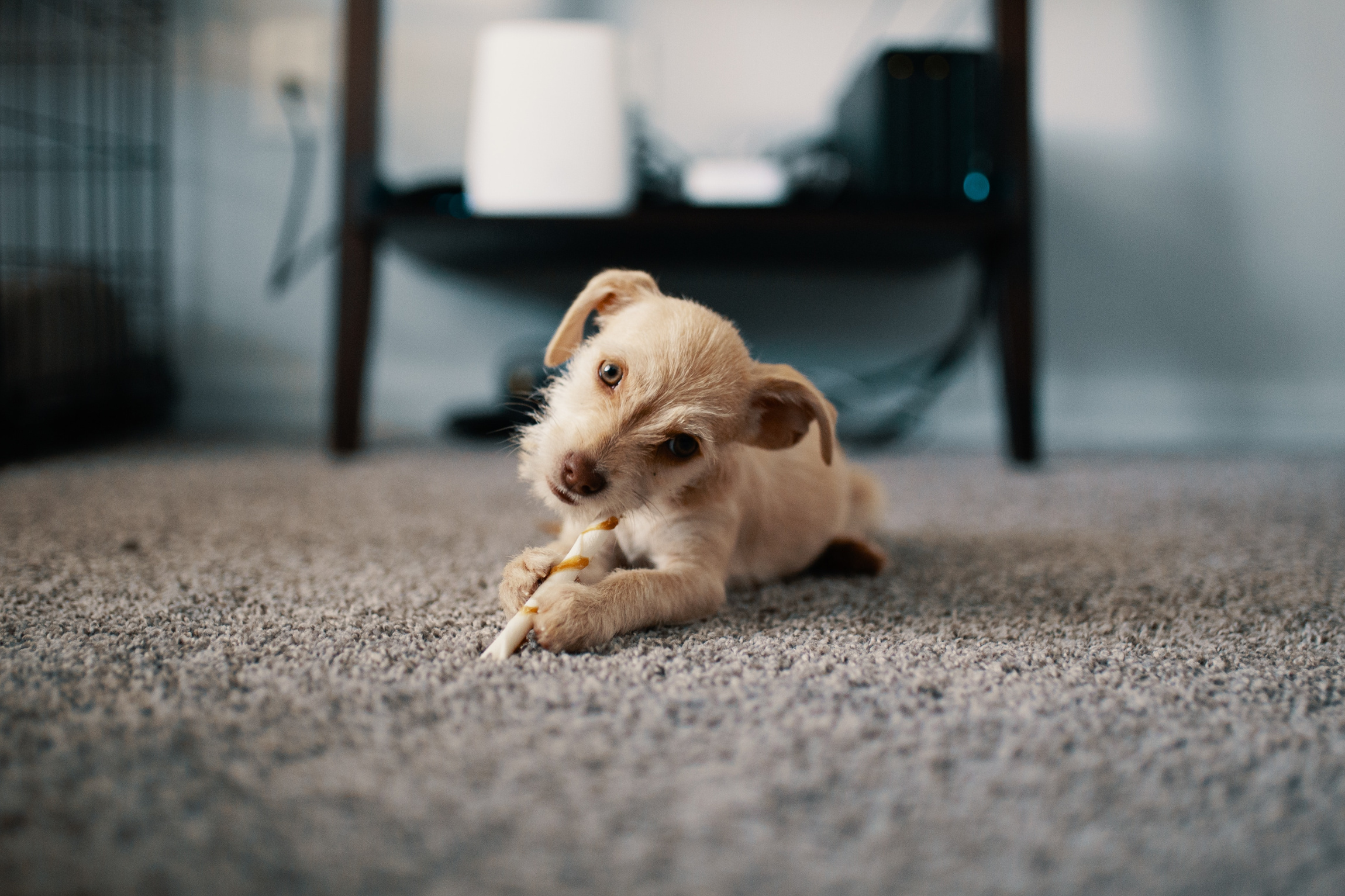 4 Carpet Care Mistakes That Can Ruin Your Carpet